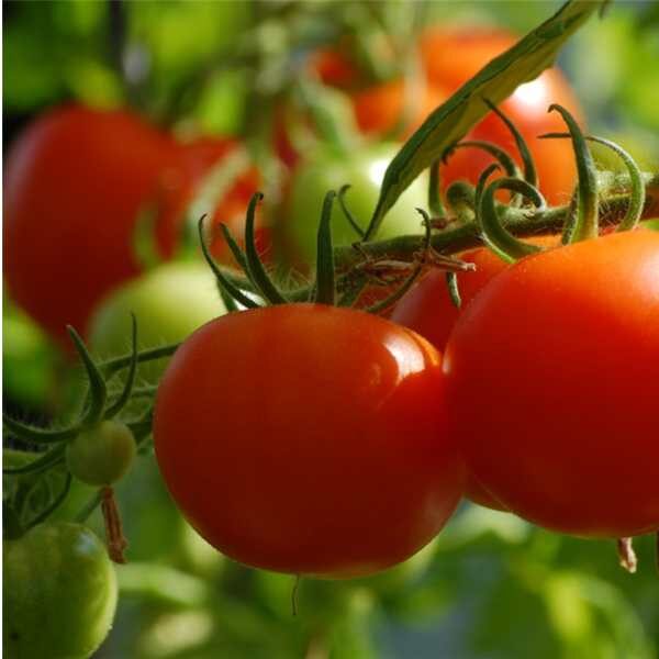 tomato-salad-grosse-lisse-seeds