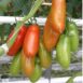 tomato-san-marzano-seeds-1