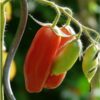 tomato-san-marzano-seeds