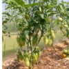 tomato-san-marzano-seeds-3