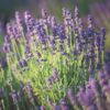 Copy of lavander-vera-seed4