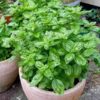 basil-gecofure-seeds-6