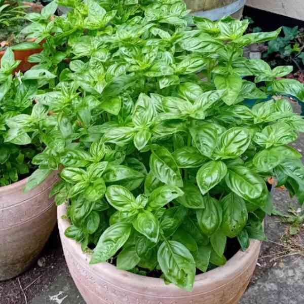 basil-gecofure-seeds-6