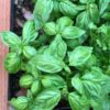 basil-gecofure-seeds=2