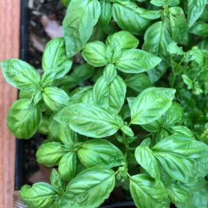 Basil