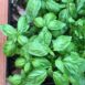 basil-gecofure-seeds=2