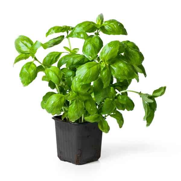 basil-gecofure-seeds=3 basil-gecofure-seeds=3