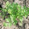 hamburg-root-parsley-seeds-2