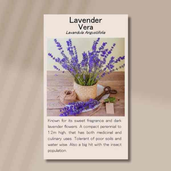 lavender-vera-front lavender-vera-front