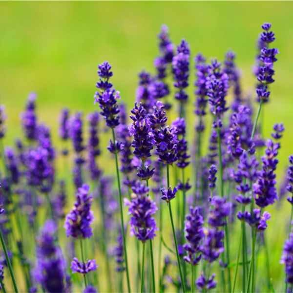 lavender-vera-seed