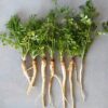 parsley_hamburg_rooted_seeds