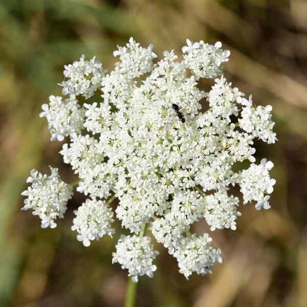 queen-annes-lace-seeds-2 queen-annes-lace-seeds-2