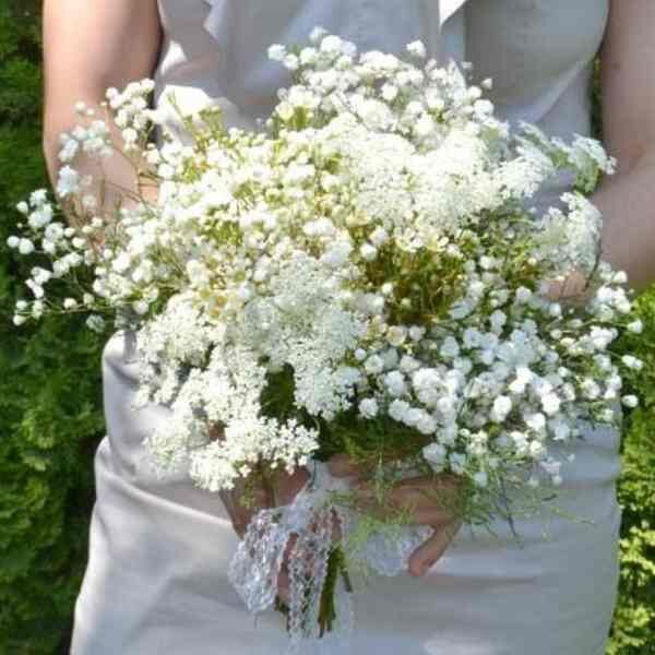 queen-annes-lace-seeds-3 queen-annes-lace-seeds-3