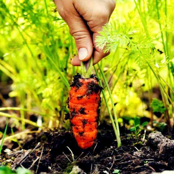 carrot-atomic-red-seeds-3 carrot-atomic-red-seeds-3
