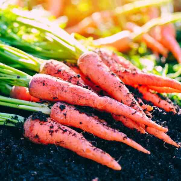 carrot-tomic-red-seeds-1 carrot-tomic-red-seeds-1