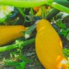 golden-zucchini-seeds-1