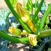 golden-zucchini-seeds-3