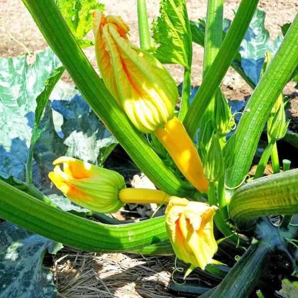 golden-zucchini-seeds-3 golden-zucchini-seeds-3