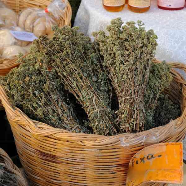 greek-oregano-seeds-1 greek-oregano-seeds-1