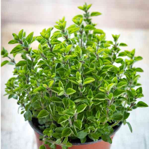 greek-oregano-seeds-3