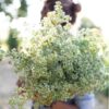 greek-oregano-seeds-4
