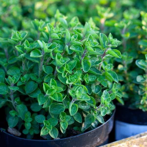 oregano-greek-seed