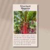 silverbeet-magenta-front