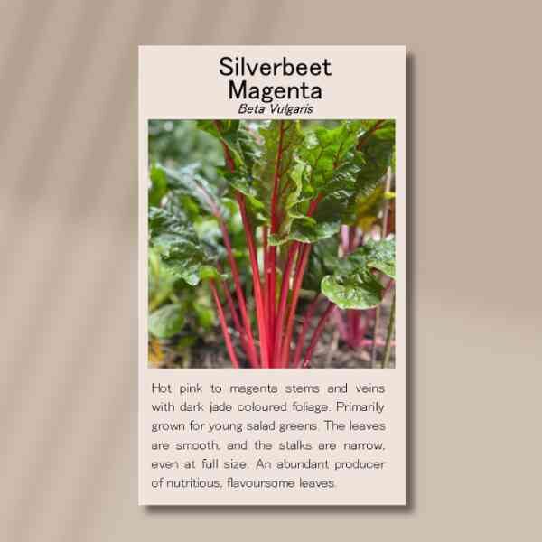 silverbeet-magenta-front silverbeet-magenta-front