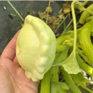 squash-bennings-green tint-seeds-2