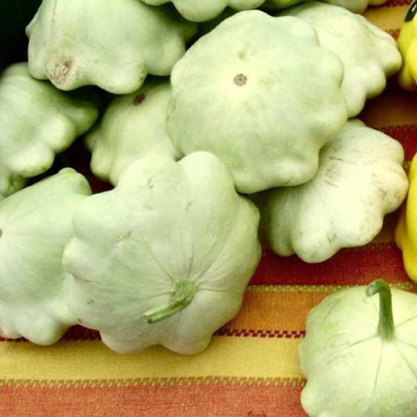 squash-bennings-green-tint-seeds