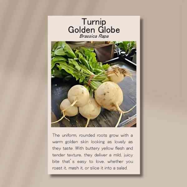 turnip-golden-globe-front turnip-golden-globe-front