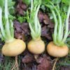 turnip-golden-globe-seeds-2