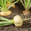 turnip-golden-globe-seeds-3