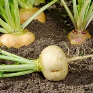 turnip-golden-globe-seeds-3