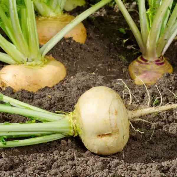 turnip-golden-globe-seeds-3 turnip-golden-globe-seeds-3