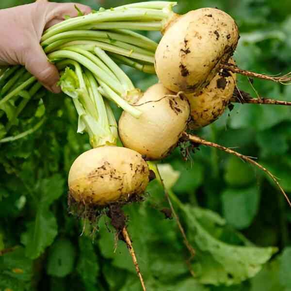 turnip-golden-globe-seeds-4 turnip-golden-globe-seeds-4