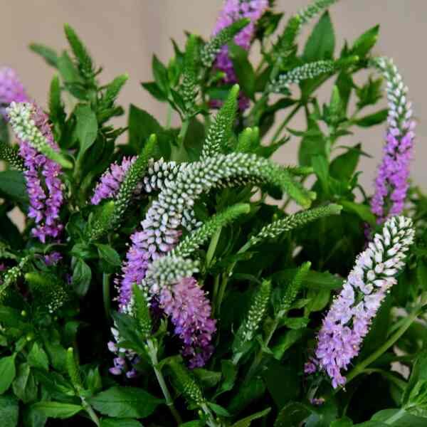 veronica-seeds-2 veronica-seeds-2