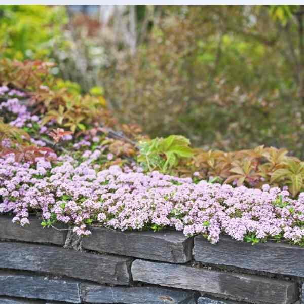 thyme-wild-seeds-1 thyme-wild-seeds-1