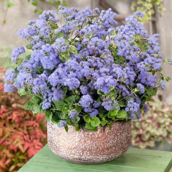 ageratum-blue-ball-seeds=5 ageratum-blue-ball-seeds=5