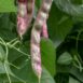 bean-borlotto-lingua-di-fuoco-seeds