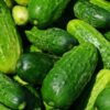 cucumber-national-pickler-seeds