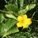 cucumber-national-pickler-seeds-2