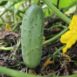 cucumber-national-pickler-seeds-3