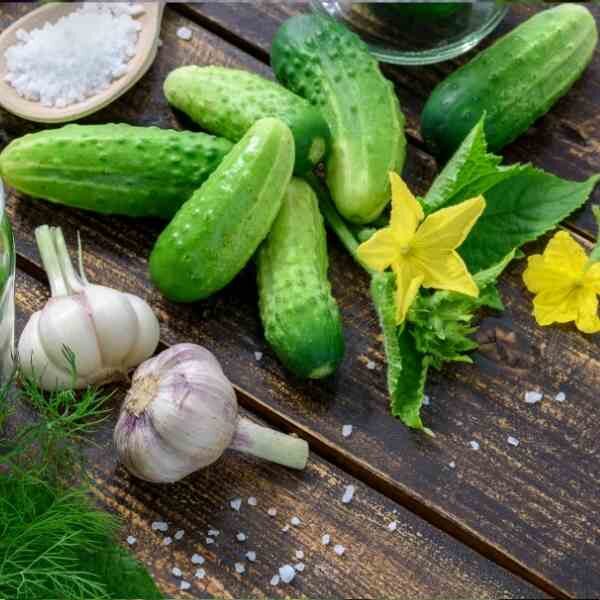 cucumber-national-pickler-seeds-7 cucumber-national-pickler-seeds-7