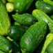 cucumber-national-pickler-seeds