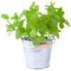 herb-peppermint-seeds-3