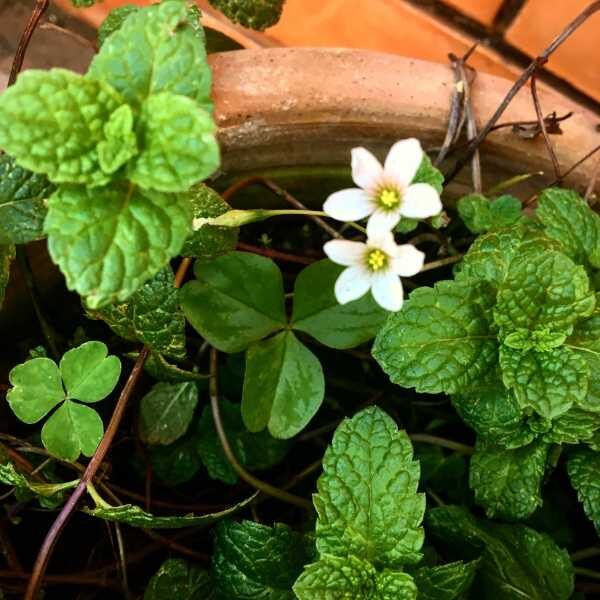 herb-peppermint-seeds-4 herb-peppermint-seeds-4