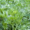 herb-wormwood-seeds