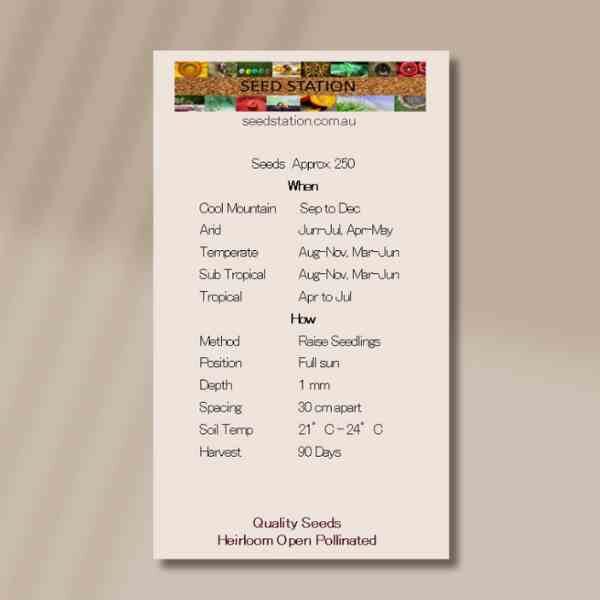 mint-pepppermint-back mint-pepppermint-back