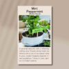 mint-pepppermint-front
